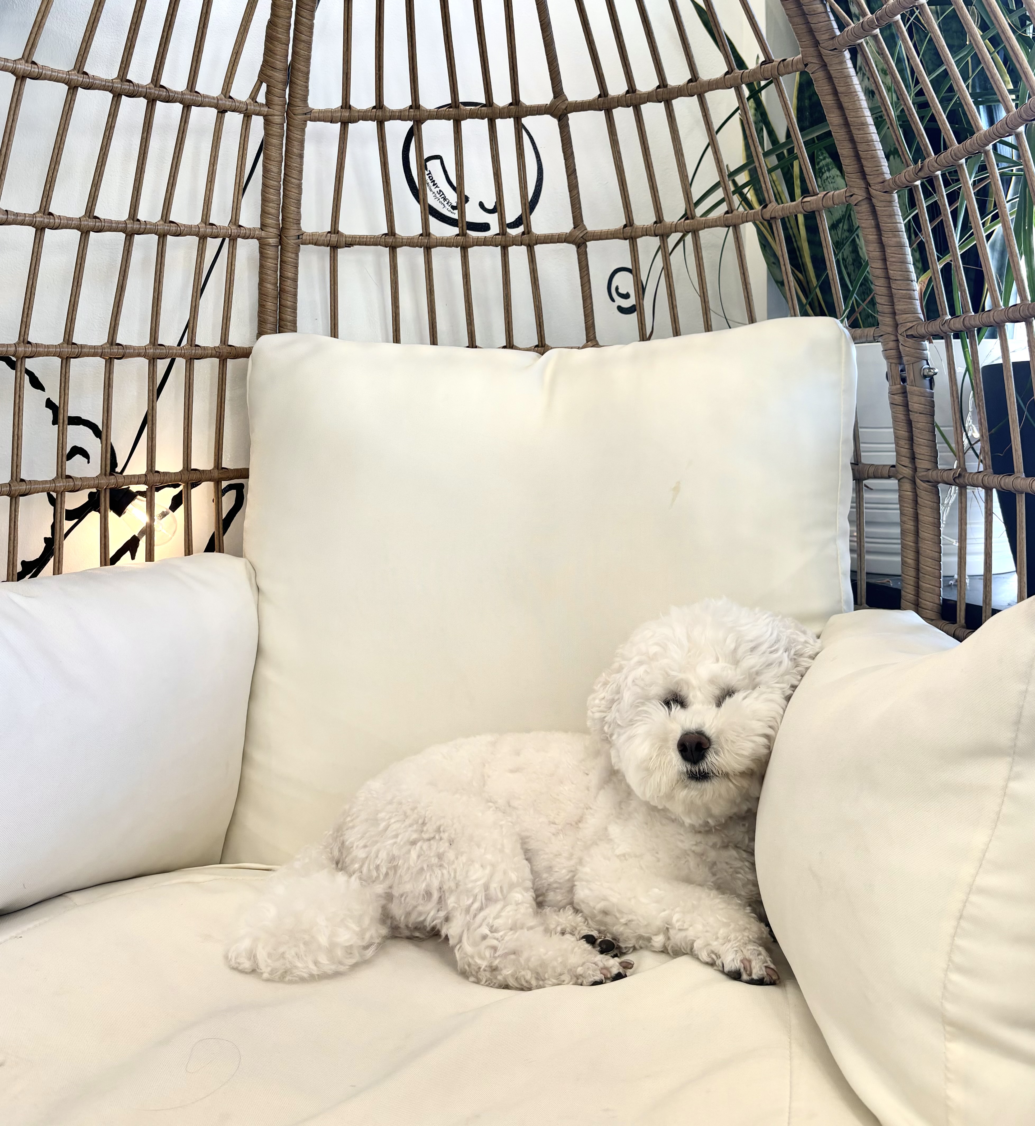 Boba resting in a hanging chair in the shop