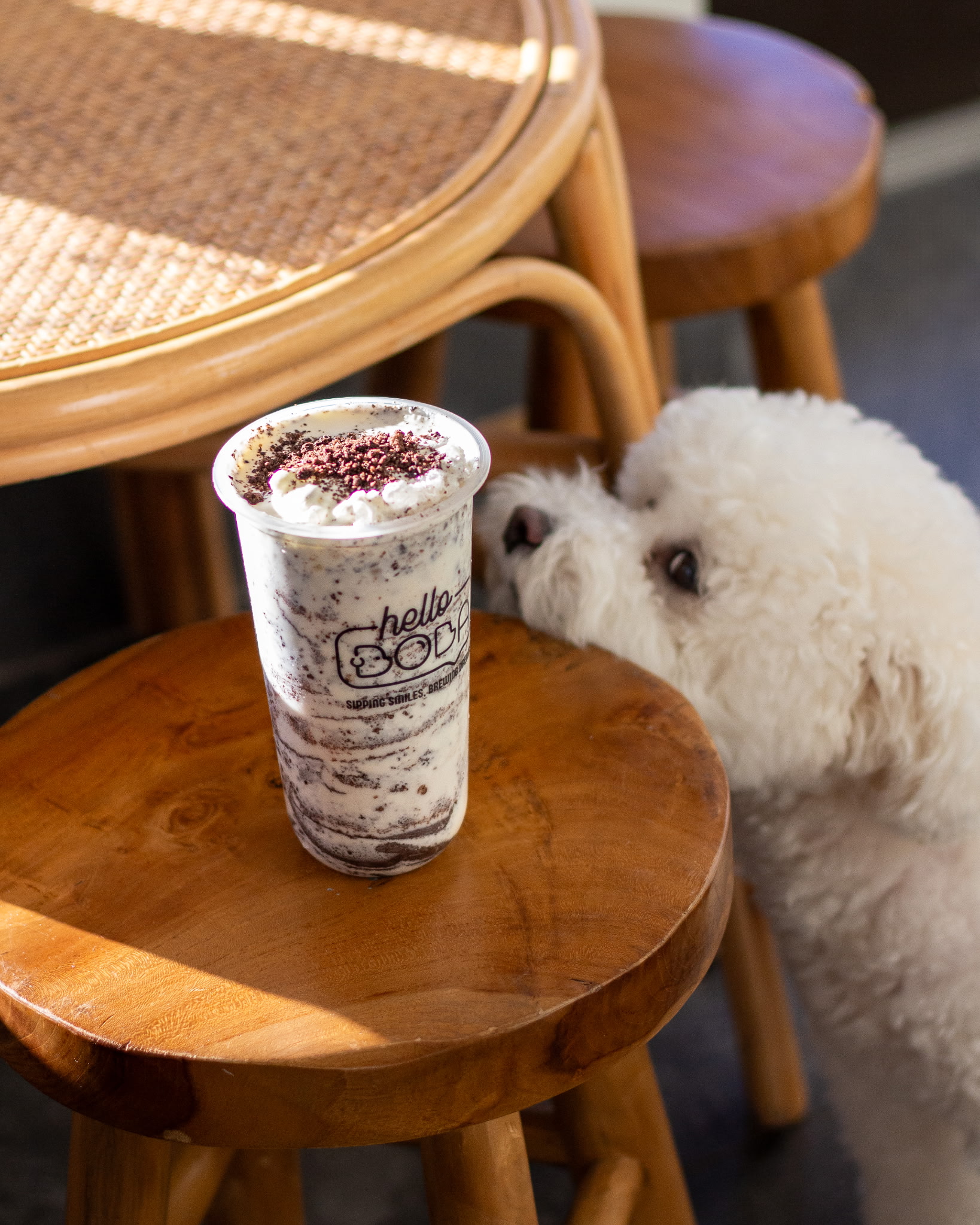 Boba the dog peeking at a Hello Boba drink