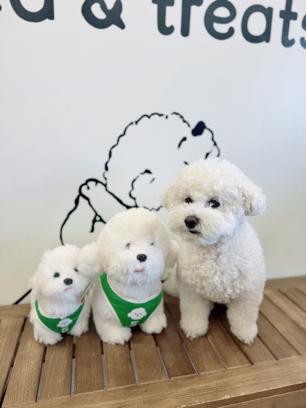 Boba the dog with Boba plush toys
